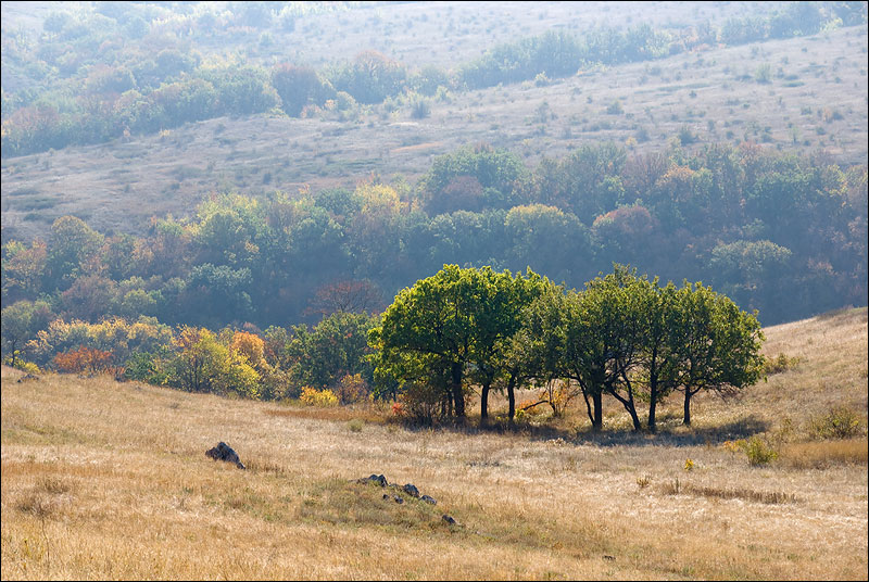 Капустная балка новомышастовская фото